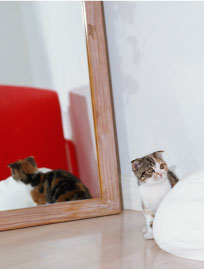 室内で飼う猫のイメージ