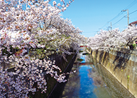 石神井川の桜並木／徒歩17分（約1,320m）※MAP外